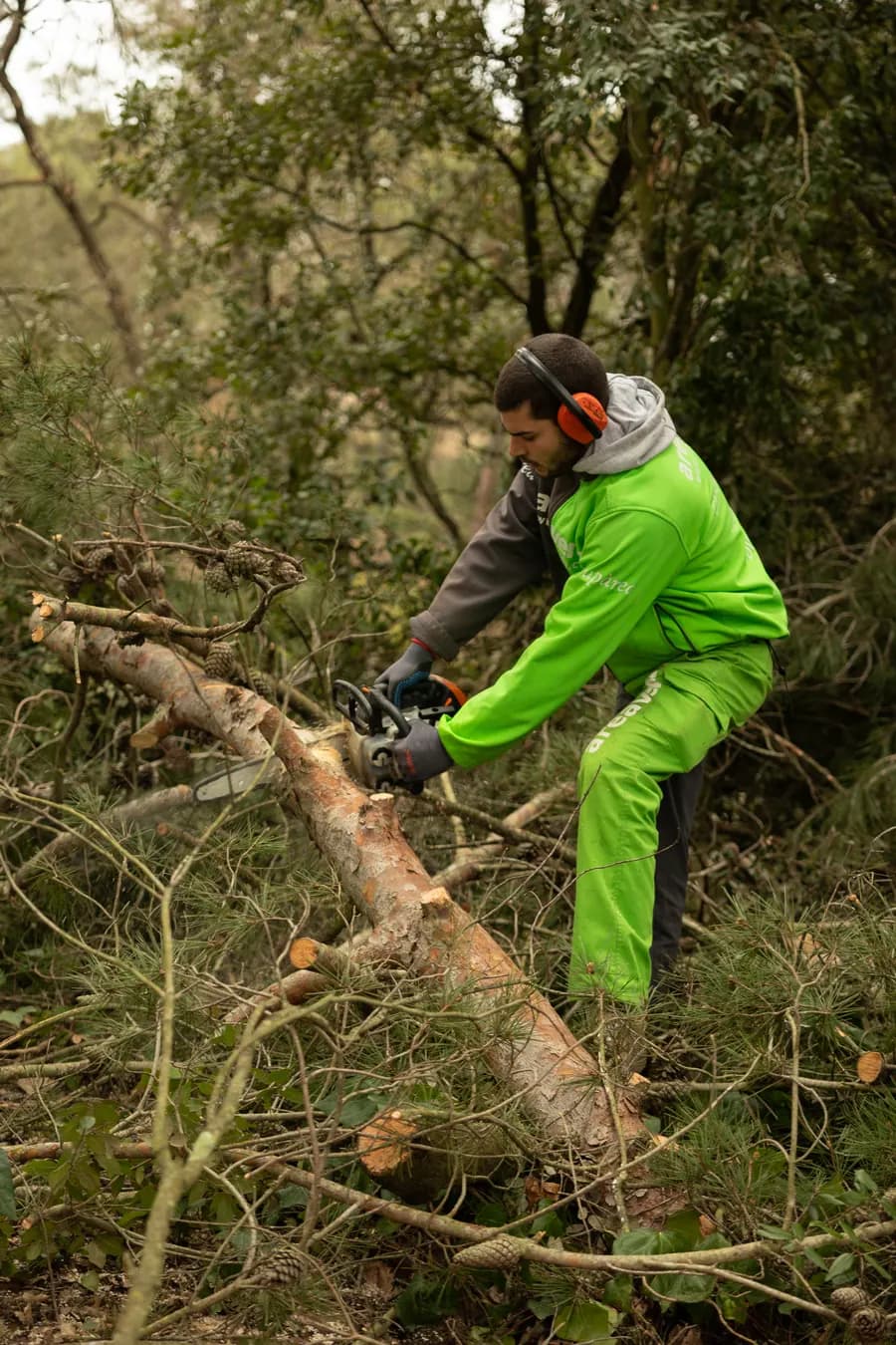 Poda técnica de ramas en mantenimiento de jardín