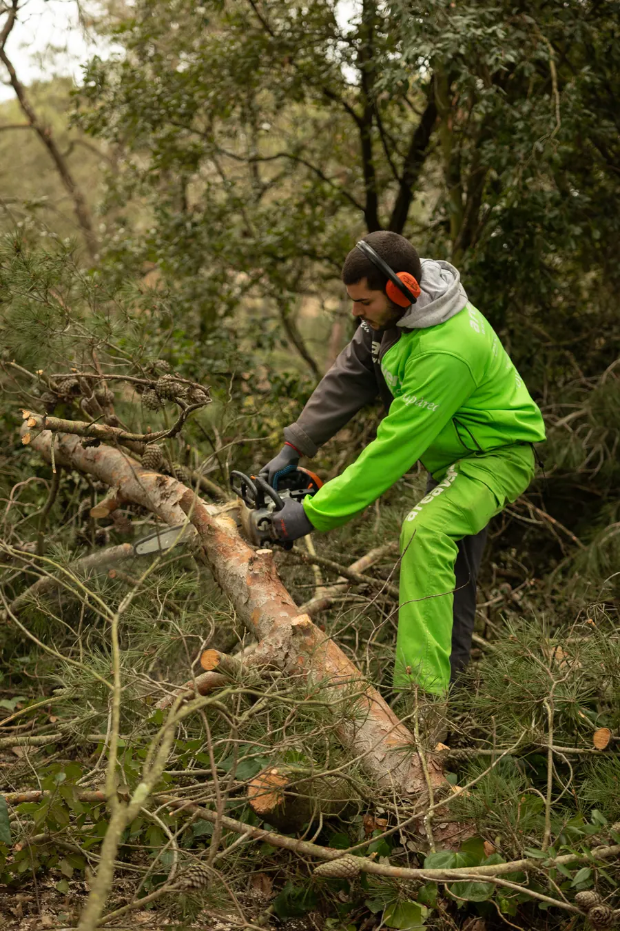 Poda técnica de ramas en mantenimiento de jardín