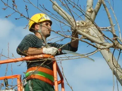 Poda y revisión técnica de arbolado dentro de un servicio de jardinería en Cerdanyola