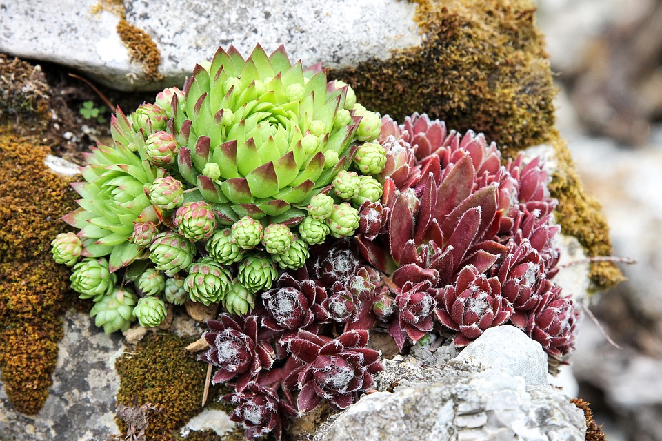 COMO PODER DECORAR LOS JARDINES CON ROCAS - Empresa de jardinería Área